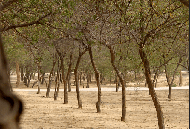 al ahsa national park