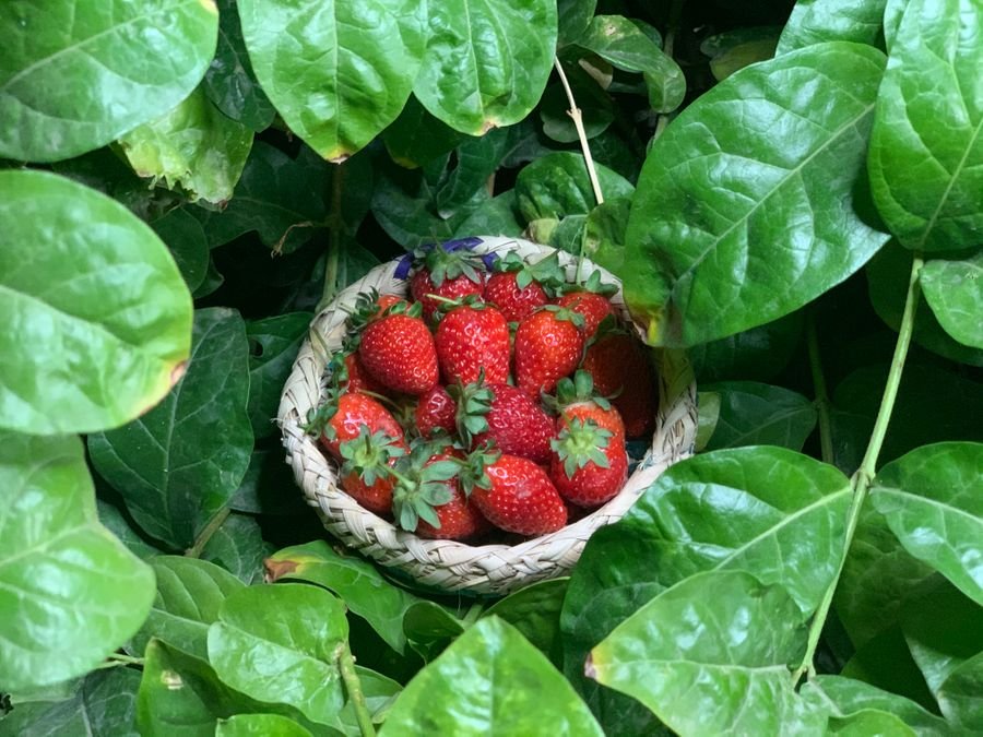 Taif Strawberry Farm