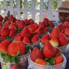 Taif Strawberry Farm