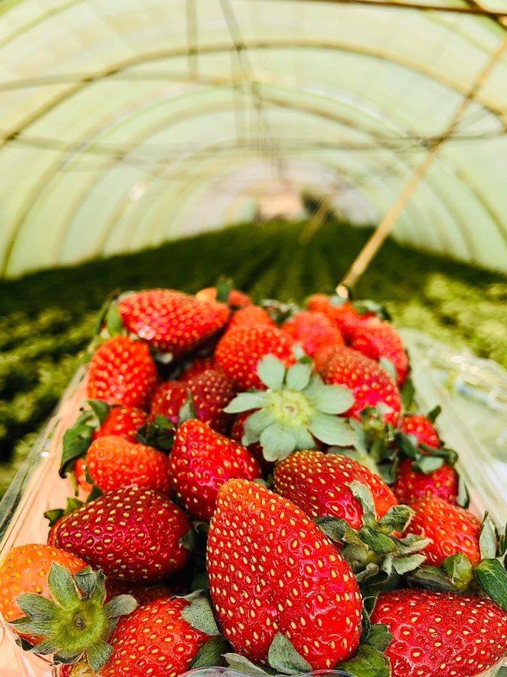 Taif Strawberry Farm